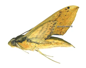 Unmounted Butterfly/Sphingidae - Xylophanes resta, FEMALE, Bolivia, A1/A- - Imagen 1 de 1