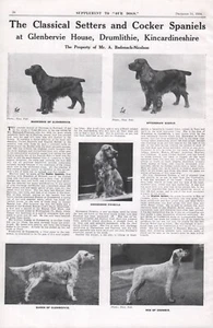 COCKER SPANIEL & ENGLISH SETTER OUR DOGS 1934 GLENBERVIE KENNEL ADVERT PAGE b219 - Picture 1 of 1