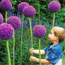 10Pcs Beautiful Purple Giant Allium Giganteum Flower Seeds Garden Plant