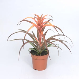 Tillandsia Schöne Pflanzen Der Sammlung Tillandsien Luft- 20 CM - Bild 1 von 6