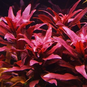 Emersed - Ludwigia Glandulosa Bunch Freshwater Tank Plant Water Fish Aquatic - Picture 1 of 1