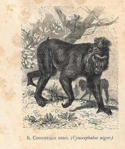 Stampa antica SCIMMIA CINOCEFALO BABBUINO NERO Papio ursinus 1884 Antique Print - Picture 1 of 1