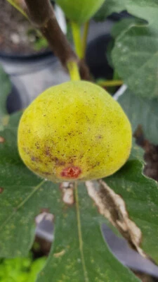 MONJARDINEXTRAORDINAIRE Ficus carica 'Lattay' / Figuier 'Lattay' / Conteneur de 2 à 2.9 litres