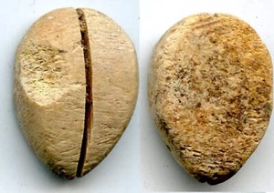 Ancient bone cowrie-coin (no teeth/holes), W.Zhou, 1046-771 BC, China (Schjoth#A - Picture 1 of 1
