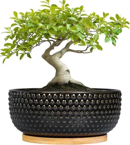 Bonsai Baum Topf - 8 Zoll Keramik Sukkulenten Pflanzgefäße mit Drainage und Pflanzschale - Bild 1 von 8
