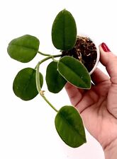 A7460 Rare Hoya Obtusifolia Green Cutting No Rootsð