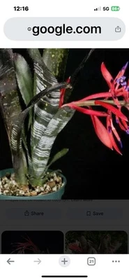Bromeliad Billbergia ‘ Vitata ‘Half  Mature  PlantCollector Item  Rare !!! - Image 1 of 3