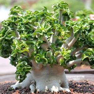 Medusa Dorset Horn, Desert Rose Adenium arabicum, Bonsai, Wavy Leaves, Tropical - Picture 1 of 11