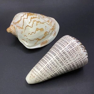 Large Display Sea Shell Pair Conus & Zigzag Melo Natural Patterned (8C) MO#8755 - Picture 1 of 10
