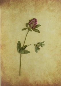 (P1) HERBARIO NATURAL - TRIFOLIUM PRATENSE (05671) - Imagen 1 de 1