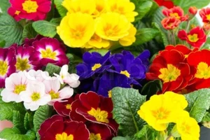 25 Primrose Seeds Mixed - Polyanthus - Picture 1 of 4