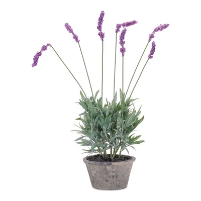 Melrose Potted Lavender Plant (Set of 4) - Image 1 of 2
