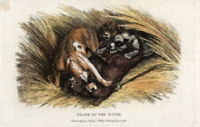 Antique Print-OTTER-DOGS-HUNTING-Howitt-1815