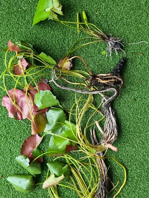 Water lillies x 6 plants - image 1 of 4