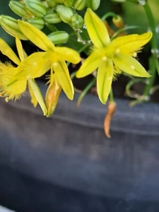 Bulbine Bulbosa Large Plantlets X 5 - Picture 1 of 6
