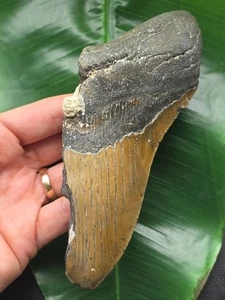 15,5 cm große Zahnfragment des Megalodon mit Seepocke - Hai Haizahn Fossil - Bild 1 von 7