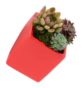 Cube Wall Planter - Red - New in Box - Arcadia Garden Products 6" tall cube - Picture 1 of 4