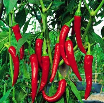 Semillas de chile coreano Gochugaru (25) / Caliente / Picante / COCINA ASIÁTICA  Foto 1 de 2