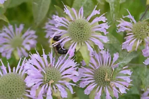 1 GRAM+ Wild Bee Balm Seeds/1000+/US Native/Monarda Fistula/Pollinators - Picture 1 of 5