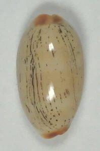 CYPRAEA ISABELLA 23.09mm SUPER CHOICE SPECIMEN Guam - Picture 1 of 4