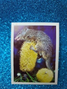 Tarjeta coleccionable DIBBLER WEETBIX Wildlife of Australia #17 CORREO GRATUITO - Imagen 1 de 2