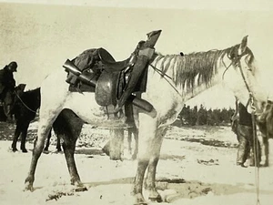 M9 Photograph Majestic White Horse Cowboys Gun Saddle 1910's Artistic - Picture 1 of 5