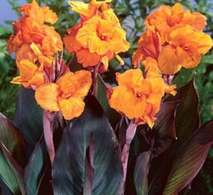 Canna Lily Wyoming Flower Tall 60" Variety 1 Rhizome Bulb - Picture 1 of 2