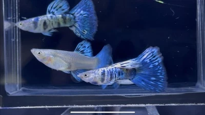 Raro - 1 Par - Blue Tiger King Cobra - Guppies de Super Alta Calidad Foto 1 de 4