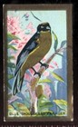 Tobacco Card, Abdulla, FEATHERED FRIENDS, 1935, Blue Shouldered Tanager, #11