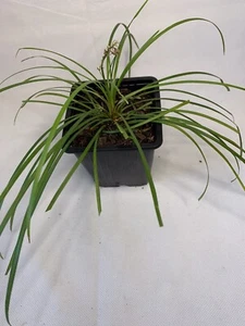 Liriope Plants Bare Rooted Edging Landscaping - 8 Plants - Picture 1 of 2