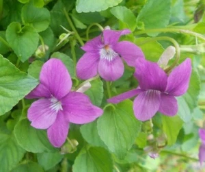 Rare Pink Flower on Common Violet Viola Plant Perennial Shade Woodland  - Picture 1 of 1