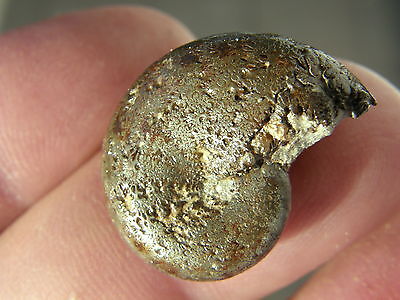 Fosiles Ammonite   Ammonite Nº45-14 Phylloceras Piritizado Aveyron (francia)    • 2.59€