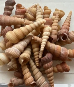 X5 Large Screw shells craft, decor, weddings, seashells - Picture 1 of 1