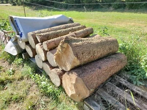 brennholz fichte 100cm - Bild 1 von 1