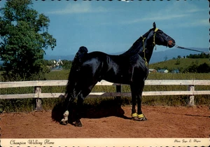 Tennessee Champion Walking Horse Postkarte berühmtes Tennessee Walking Horse - Bild 1 von 2