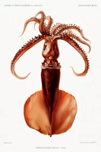 Ilustración de calamar por Alberto I Príncipe de Mónaco Giclee impresión artística envío gratis - Imagen 1 de 3