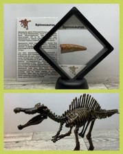 Spinosaurus Extinct Dinosaur Tooth Fossil 1 3/4" with Display Case & Model