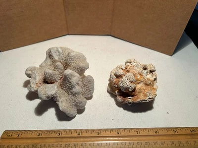 2 Pieces of Natural Coral White Ocean Reef Aquarium Decoration 4” & 3” - Image 1 of 4