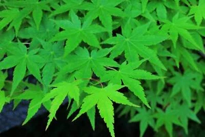 20 GREEN JAPANESE MAPLE Tree Ornamental Acer Palmatum Yellow Fall Foliage Seeds - Picture 1 of 10