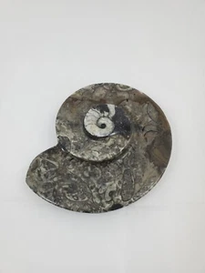 Beautiful Ammonite Fossil in Stone Trinket Dish Plate Brown Black - Picture 1 of 7