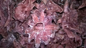 500 g Flores de hibisco secas y azucaradas Hibisco confitado (19,80€/1000g) - Imagen 1 de 3