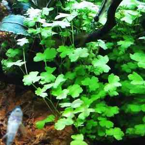 Hydrocotyle japan Beginner Live Aquarium Plant Shrimp Fish Tank Aquascape 3 pack
