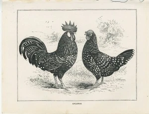 POULTRY ANCONAS HENS ORIGINAL OLD 1911 ANTIQUE ART PRINT by J. W. LUDLOW - Picture 1 of 1