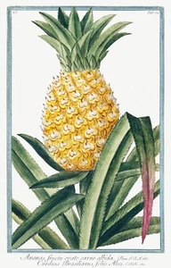 13758.Decor Poster.Room floral design.Garden plant.Botanical art.Pineapple fruit - Picture 1 of 1