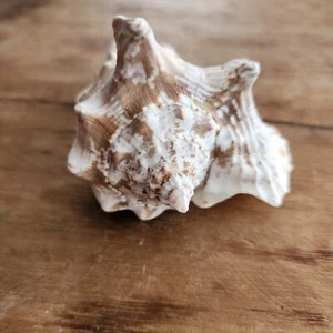 Falkenflügel Muschel Muscheln - Hochzeit Muschel - Basteln Muscheln - Bulk Muscheln - Bild 1 von 4