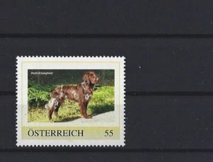 2009.02.13 Österreich PM Marken Rassehunde Deutsch Langhaar - Picture 1 of 1