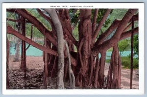 Cartolina anni '20 BANYAN TREE HAWAII TERRITORIO ISOLA CURIO CO - Foto 1 di 2
