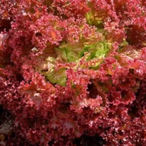 Lettuce - Lollo Rossa Seeds - (Loose-Leaf) - Premium Quality - 1st Class Postage - Picture 1 of 1