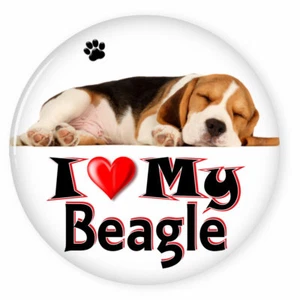  I LOVE MY BEAGLE DOG PUPPY 3" PIN BACK BUTTON - Picture 1 of 2
