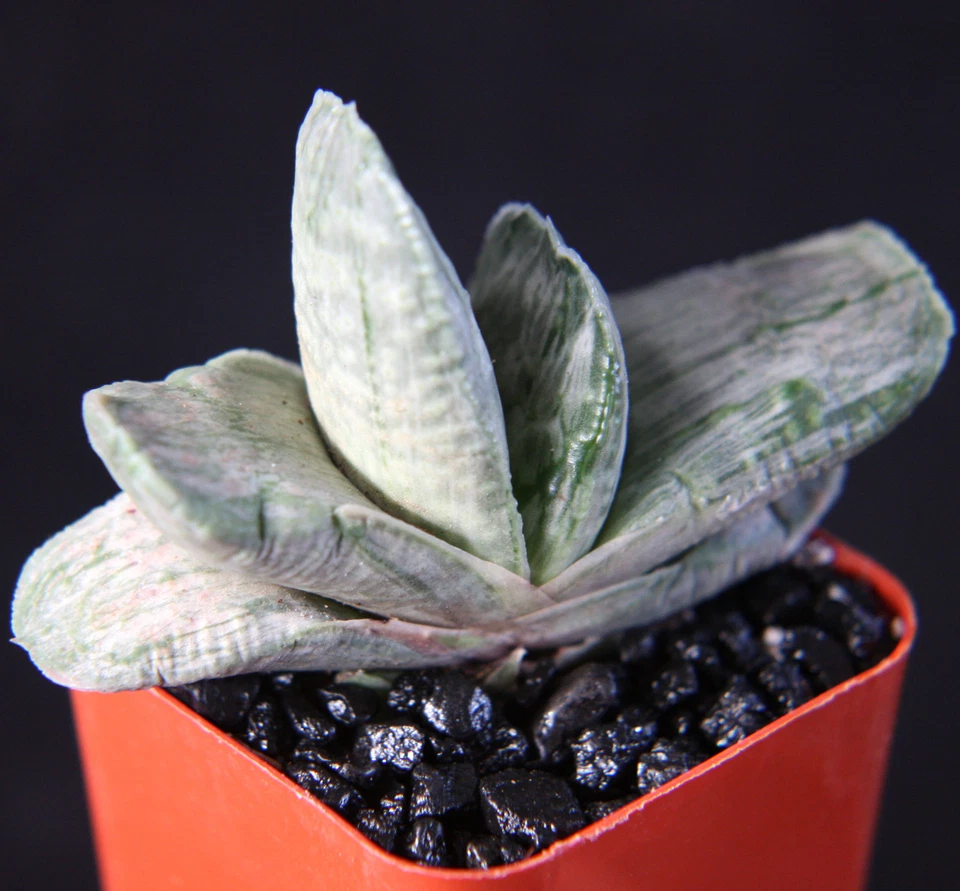GASTERIA Sakura Fuji VARIEGADA exótica rara suculenta planta haworthia maceta de 2" Foto 1 de 1